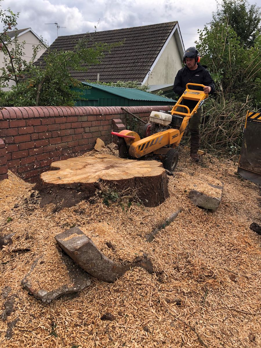 NPTC-certificated operator grinding out a large tree stump beside a brick garden wall — stump grinding in Caerphilly by Hywel Jones Tree Services