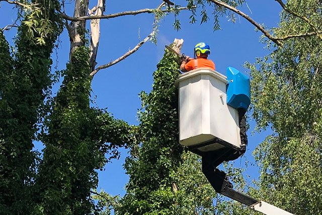 Arborist reducing a large tree from a cherry picker during a site clearance