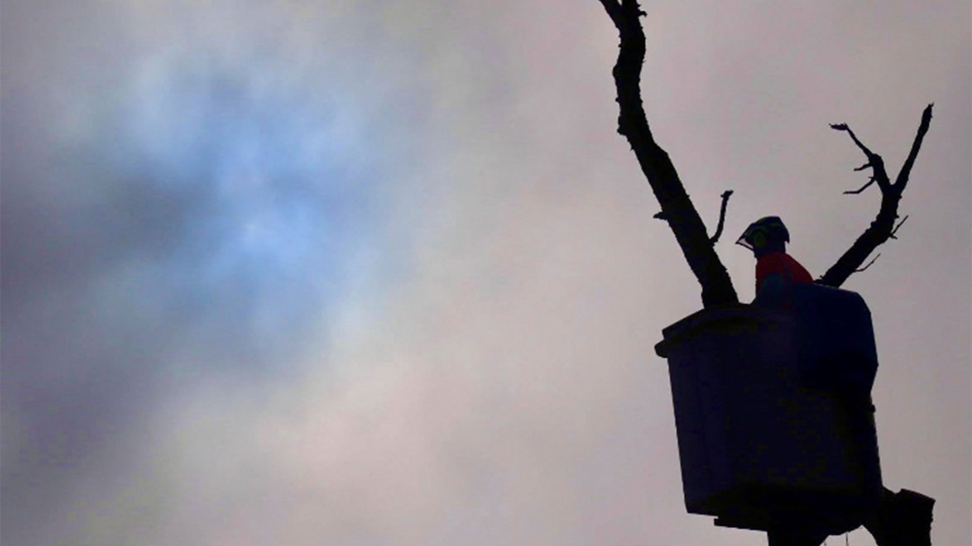 Tree surgeon silhouetted in a cherry picker dismantling a dangerous dead tree