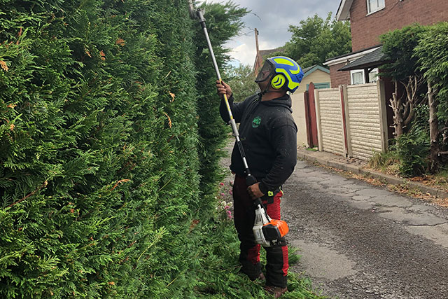 Tree surgeon trimming a tall conifer hedge with a long-reach pole trimmer