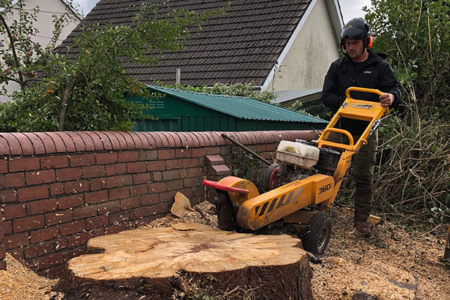 Stump grinder removing a large tree stump beside a garden wall in South Wales
