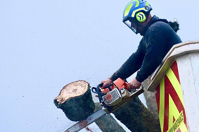 NPTC-qualified tree surgeon section-felling a tree with a chainsaw from a cherry picker