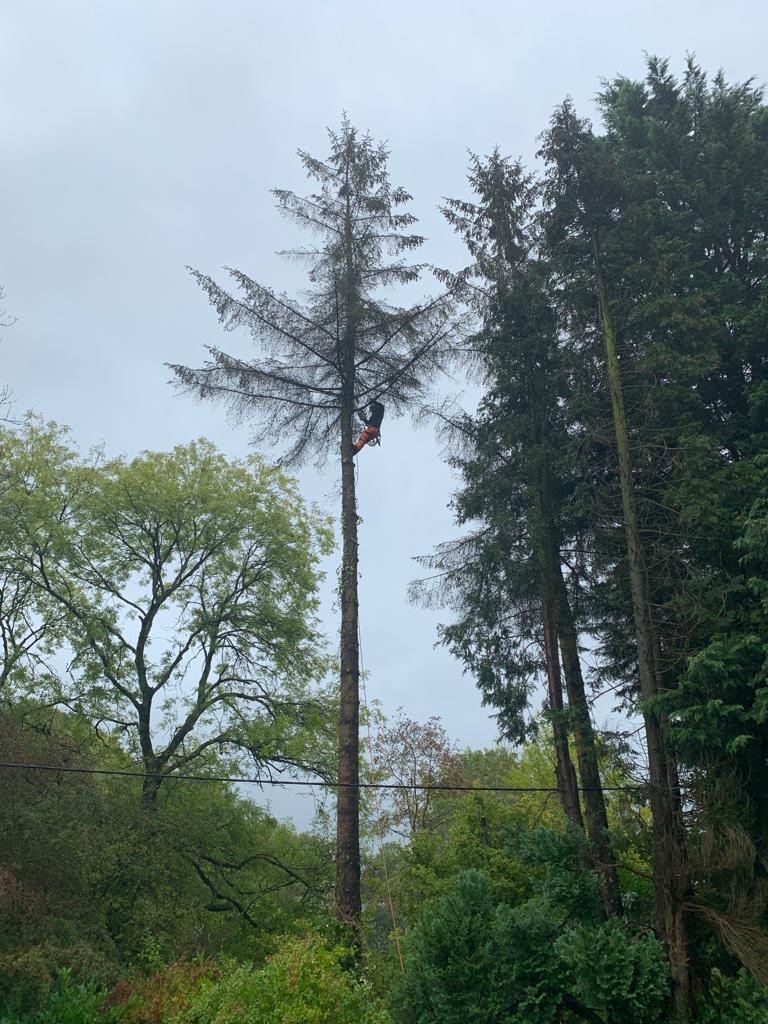 Climber dismantling a dead conifer at height among mature trees — Hywel Jones Tree Services, tree surgery for Abergavenny gardens