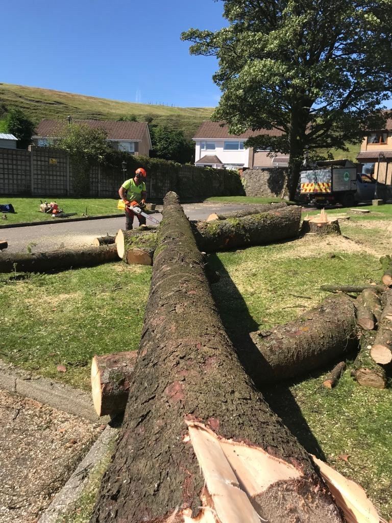 Felled tree trunks being cut into sections on a green with a steep valleys hillside behind — tree felling by Hywel Jones Tree Services in the South Wales valleys