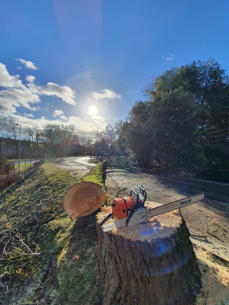 Freshly felled tree stump with a chainsaw beside a riverside path — Hywel Jones Tree Services, tree surgeon in Monmouth