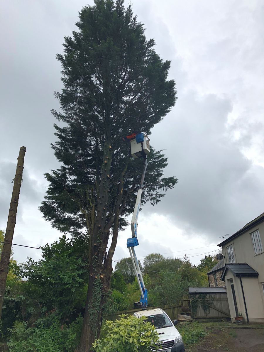 Tall conifer being dismantled in sections from a cherry picker beside a stone cottage — Hywel Jones Tree Services, tree surgeon in Abergavenny