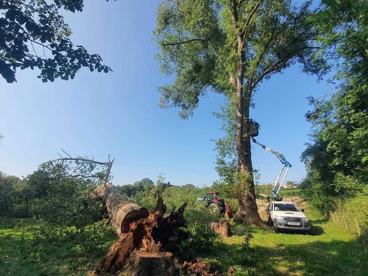 Fallen tree being dismantled in a green field with a tracked access platform — Hywel Jones Tree Services, tree surgeon in Caerphilly