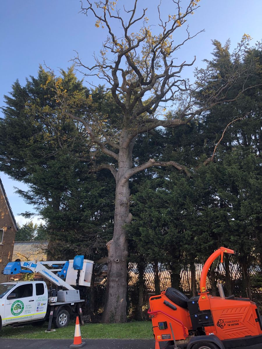 Dead mature oak being dismantled between conifers with a truck-mounted cherry picker and wood chipper — Hywel Jones Tree Services, tree surgeon in Cwmbran